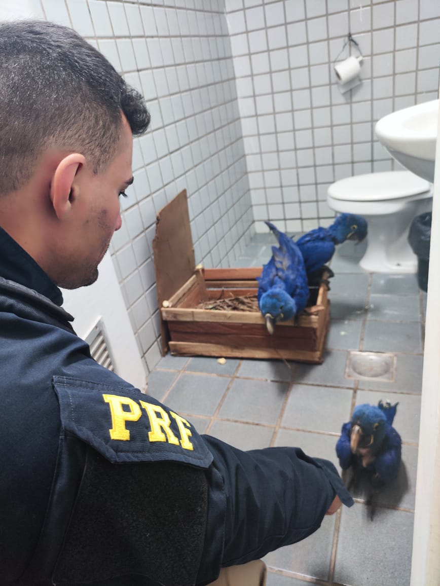 Araras-azuis são apreendidas dentro de porta-malas de carro na BR-381