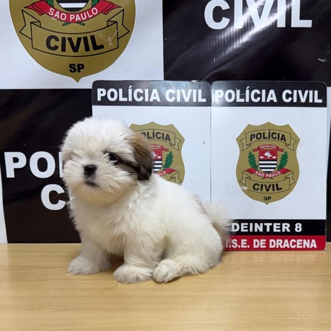 Polícia Civil encontra filhote de shih-tzu desaparecido e o devolve