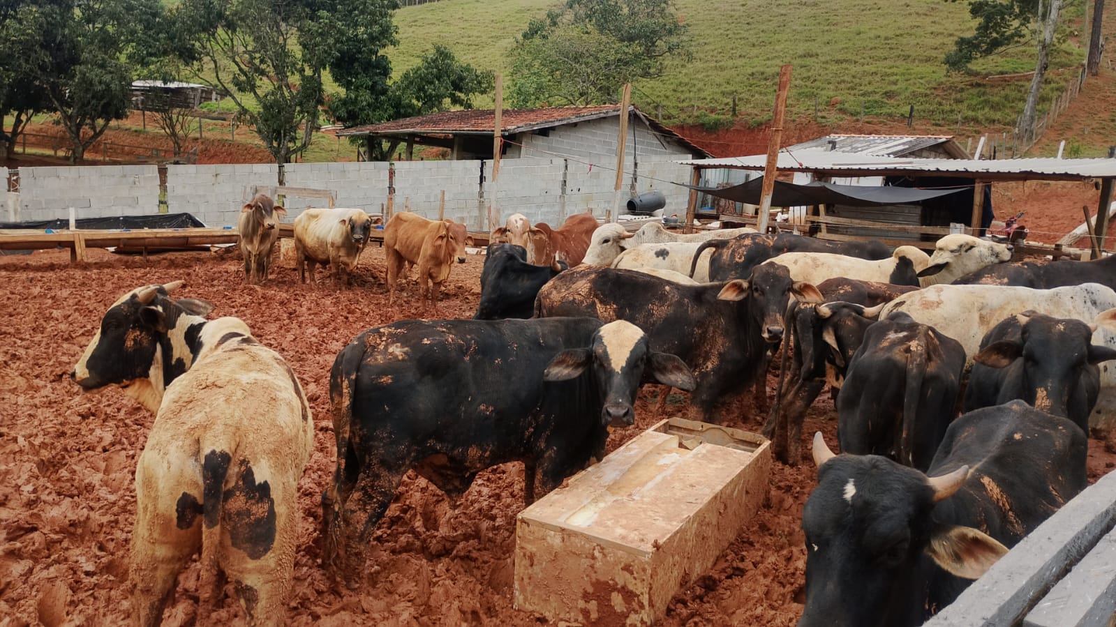 Quatro animais são encontrados mortos e mais de 100 são resgatados em Igaratá