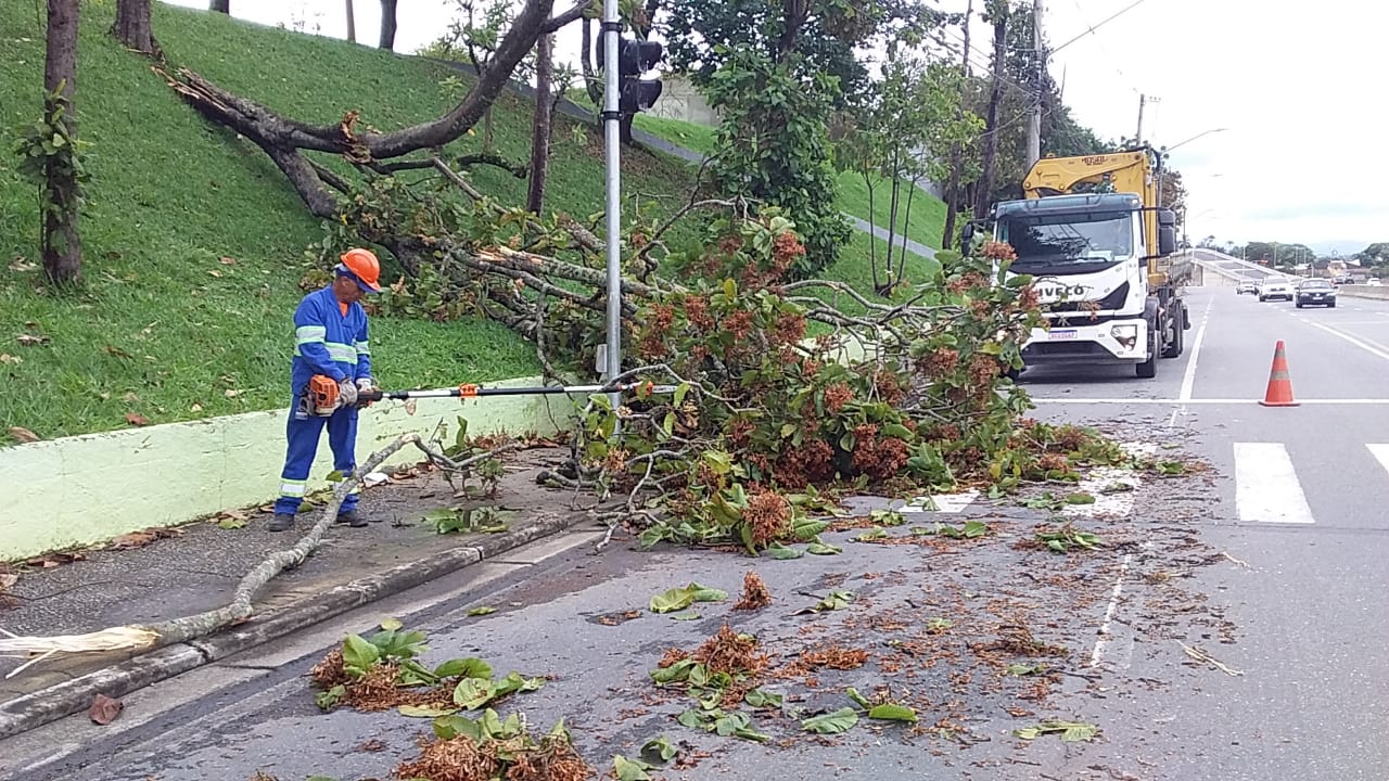 Chuvas causam estragos e queda de árvores em São José Campos