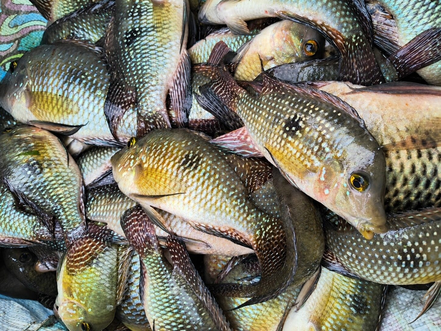 Dupla é autuada por pesca irregular na Represa de Itupararanga, em Alumínio