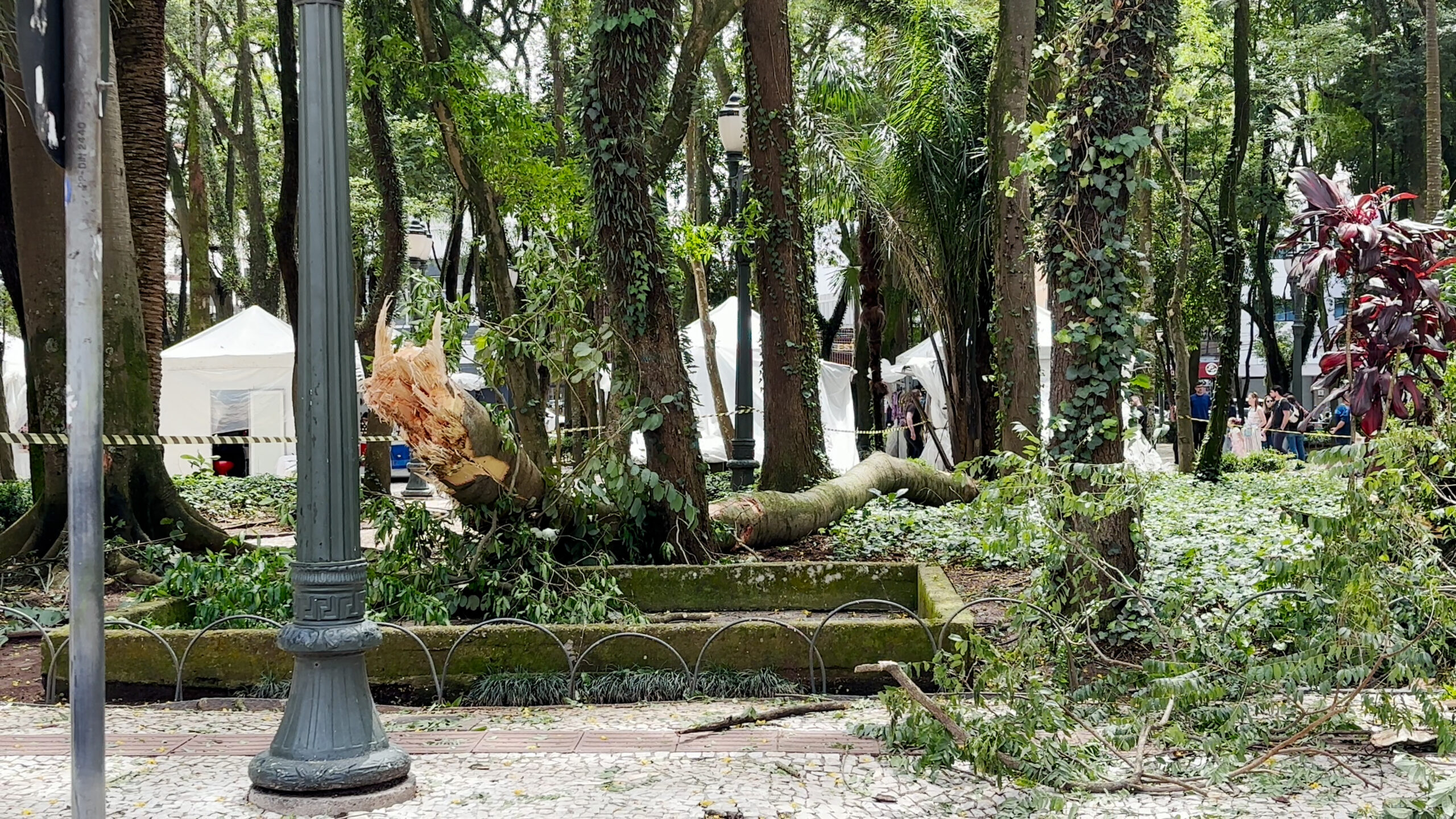 Galho cai, fere pessoa e suspende feira na Praça Osório, em Curitiba