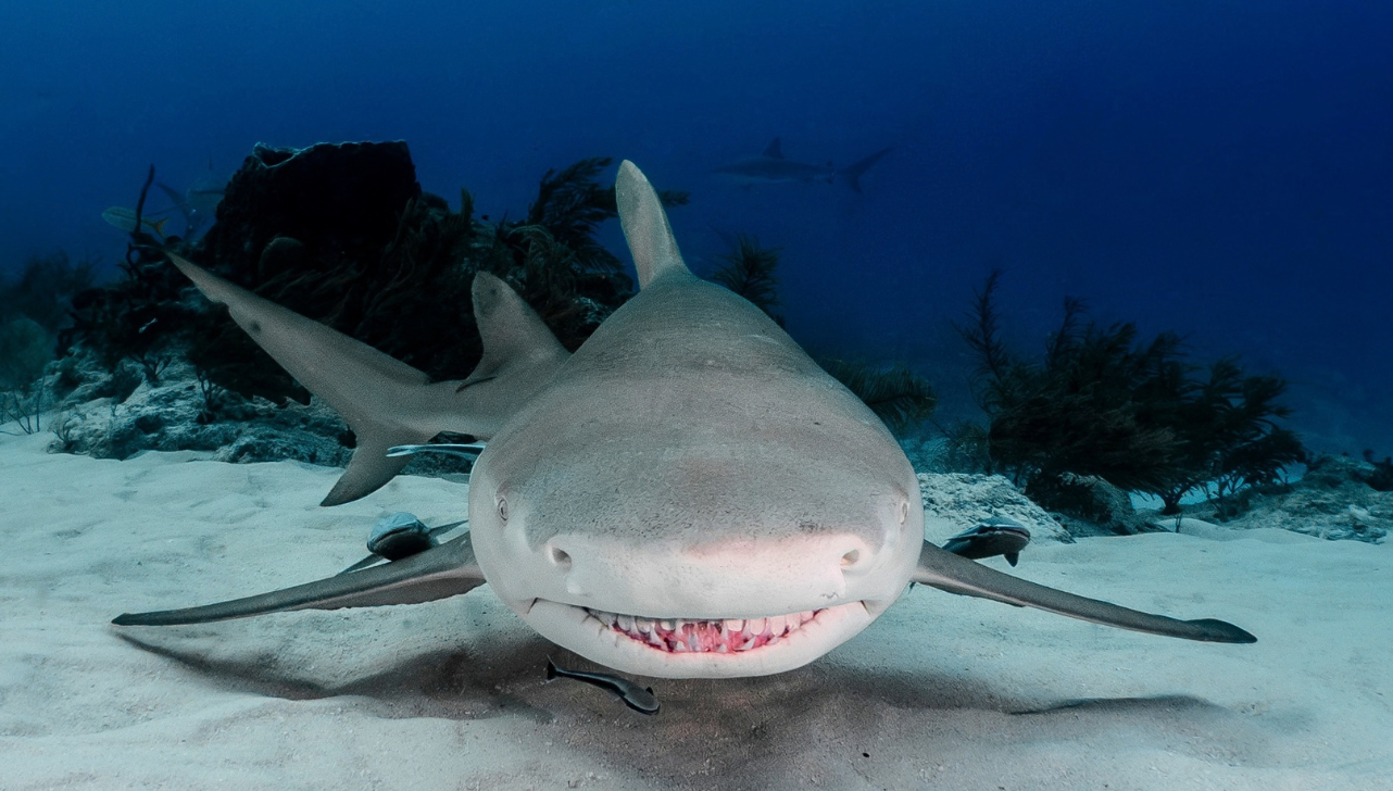 Fotógrafa registra animais marinhos 'sorrindo' no fundo do mar