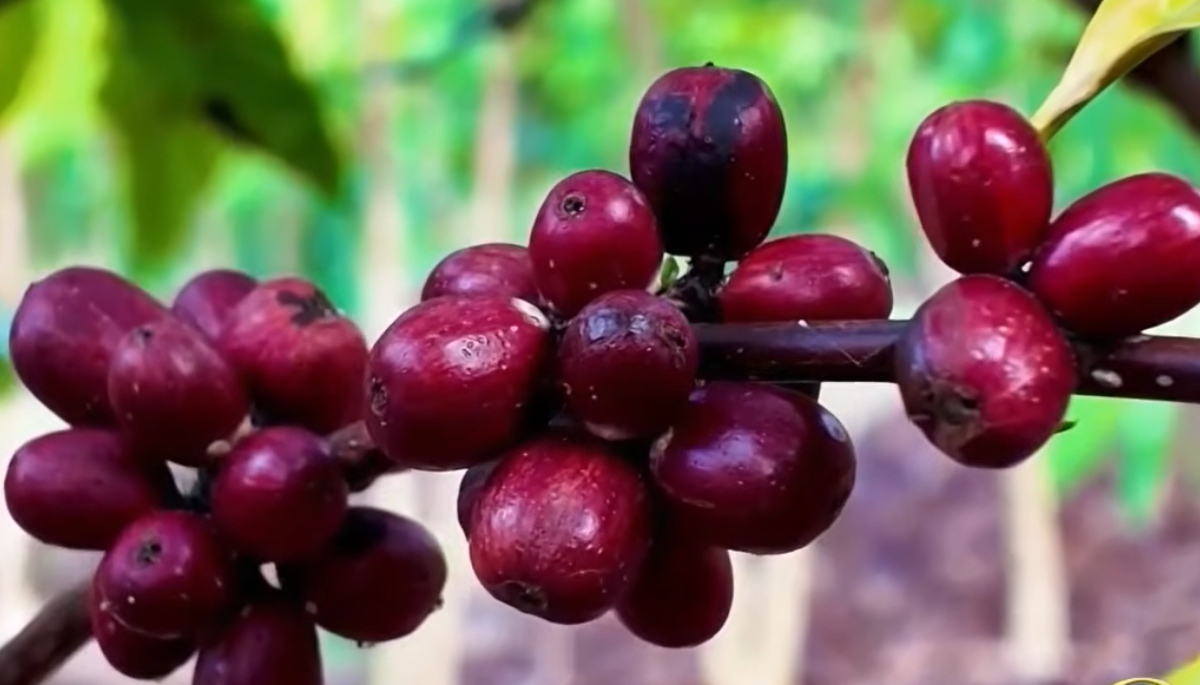 Dia Internacional do Café: Espírito Santo impulsiona produção nacional