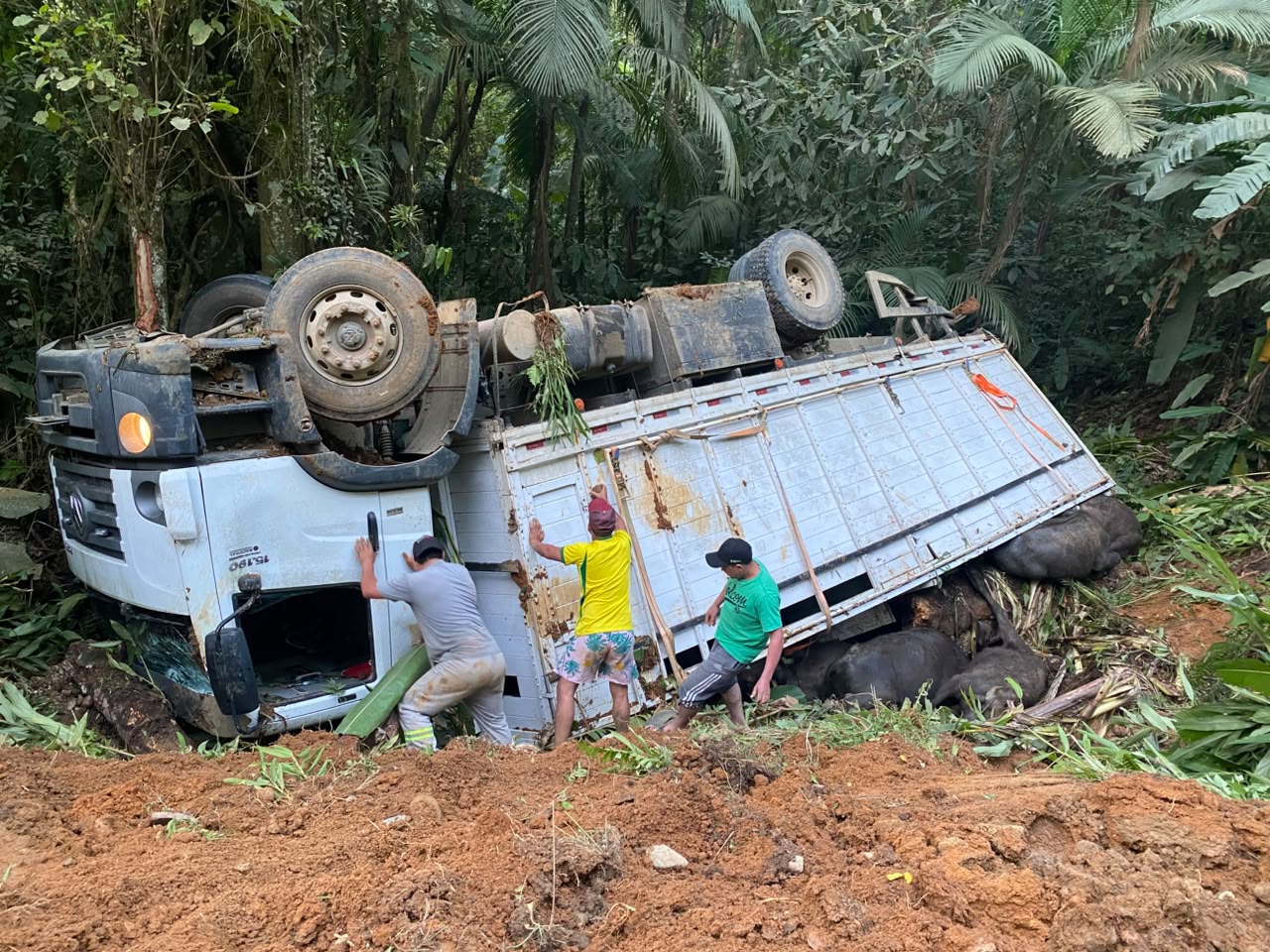 Caminhão com búfalos tomba na PR-405, em Antonina; seis animais morrem