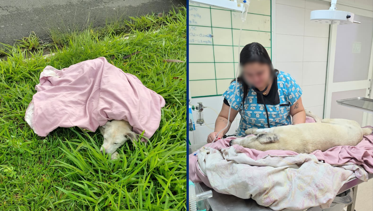 Cão idoso é atropelado e resgatado pela GCM em Limeira