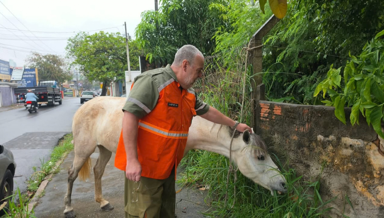 Cavalo solto na Avenida Campinas, em Limeira, é recolhido por agentes