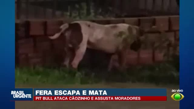 Pit bull foge de casa e mata cachorro em Cascavel, no Oeste do Paraná