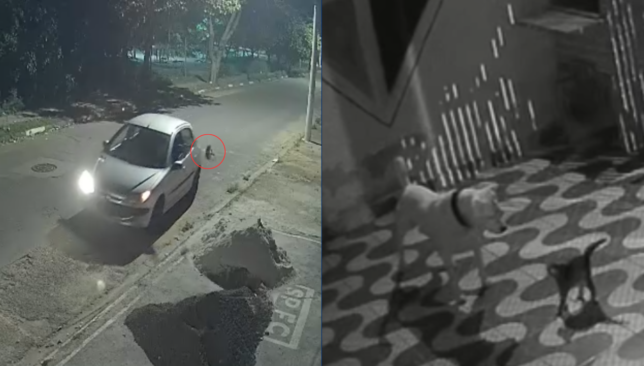 VÍDEO: suspeito jogar gato pela janela é preso; animal morreu