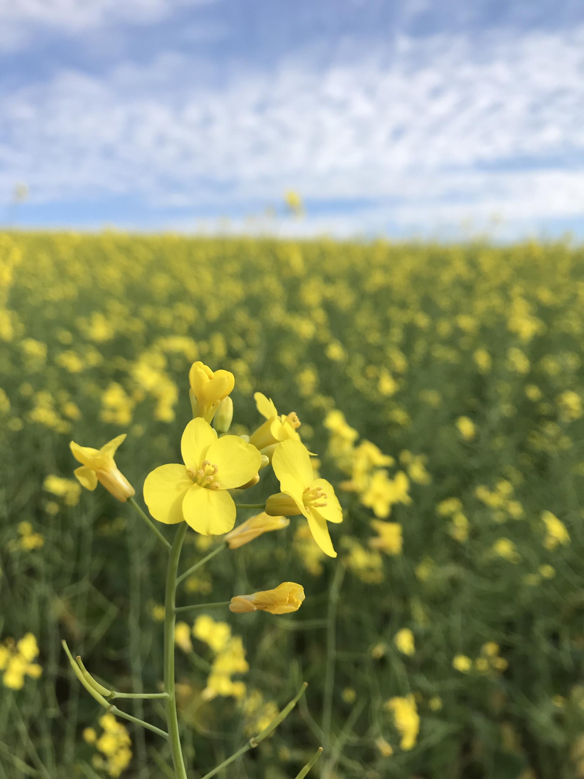 Área plantada com canola aumenta 102,64% no Rio Grande do Sul
