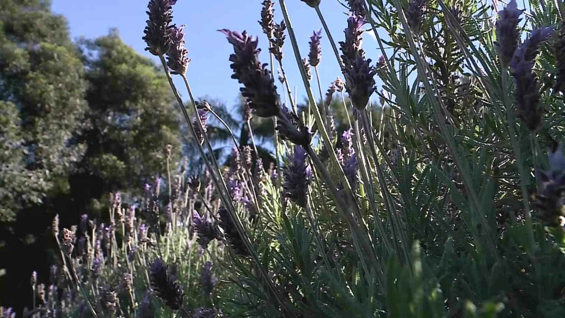 De mel a cerveja: sabores da lavanda são atração em festa no RS