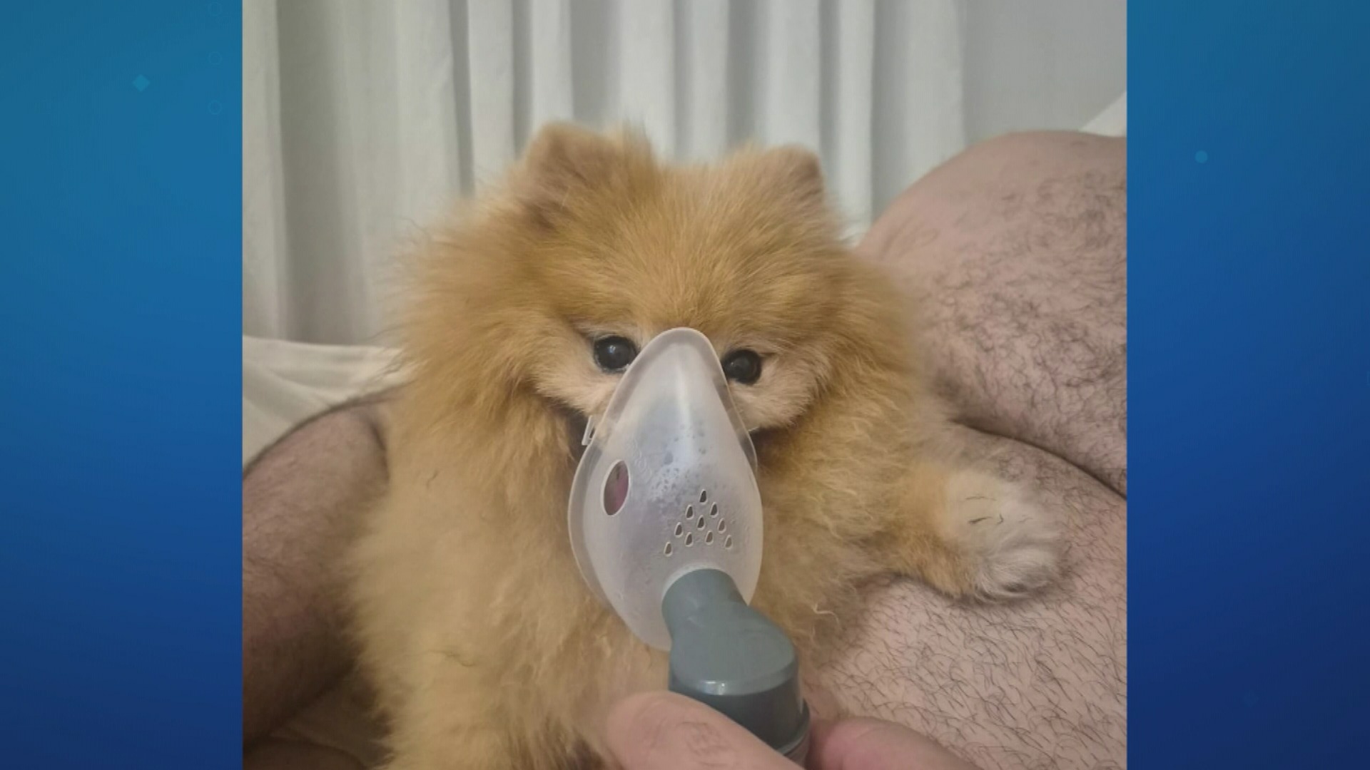 Cuidados com pets: saiba como proteger cães e gatos da fumaça