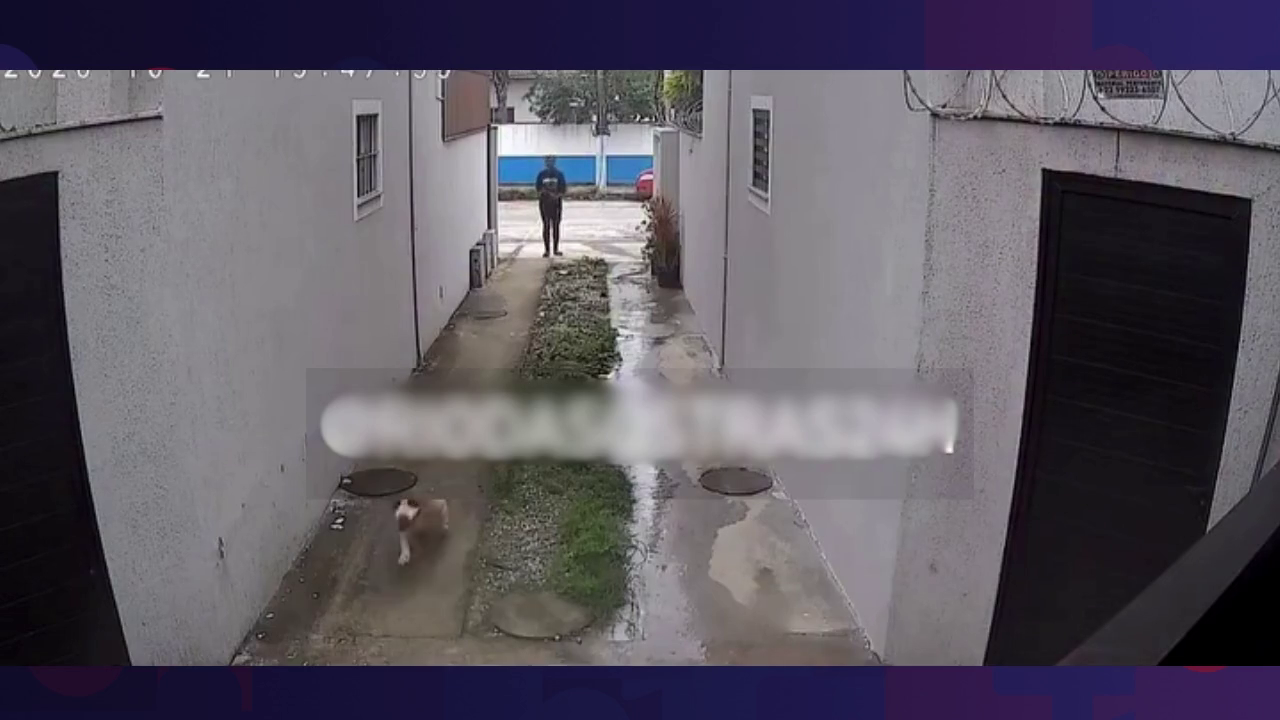 Pitbull foge de casa e ataca outro cachorro em Rio das Ostras