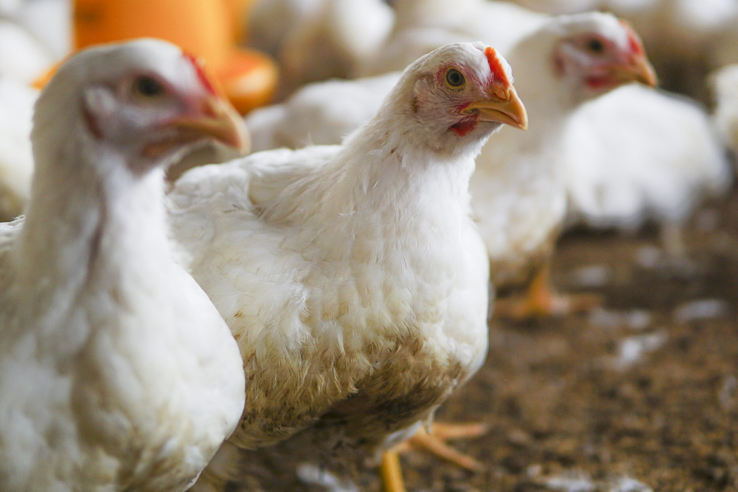 Mais países suspendem importação de frango do Brasil após foco de Newcastle